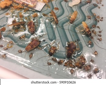 Cockroaches Stuck In Sticky Cockroaches Trap After Attracted To The Cockroach Bait