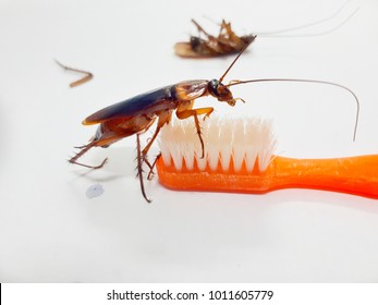 Cockroaches are in the toothbrush and there are cockroaches lying dead beside them.