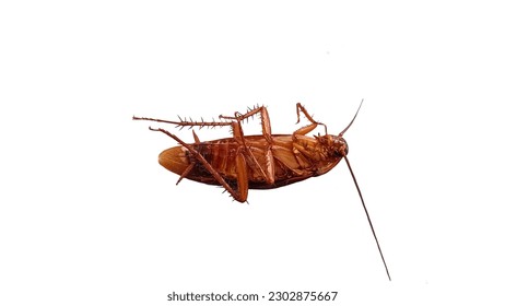 Cockroaches are vectors that carry pathogens.