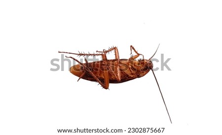 Cockroaches are vectors that carry pathogens.
