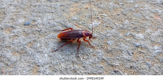 Cockroaches Are Walking On The Concrete Floor.