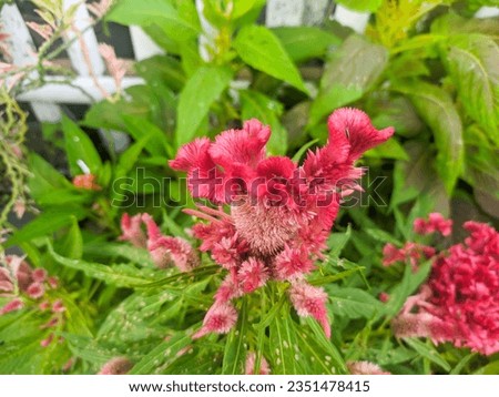 Cock's comb (Celosia cristata) is a crested flowering plant native to India. The plant is named for its blossom, which resembles the head of a rooster