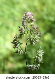 The Cocks Foot Grass Dactylis Glomerata Flowering 