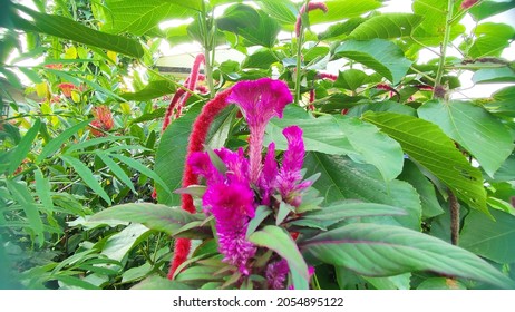 Cockscomb, (Celosia Cristata), Common Garden Plant Of The Amaranth Family (Amaranthaceae). 