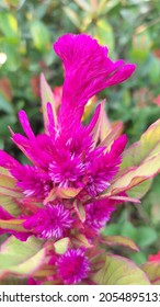 Cockscomb, (Celosia Cristata), Common Garden Plant Of The Amaranth Family (Amaranthaceae). 