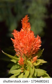 Celosia の画像 写真素材 ベクター画像 Shutterstock