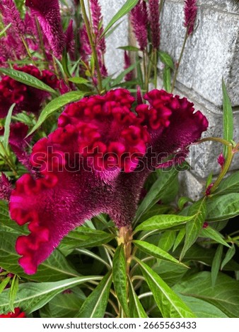 Cockscomb! Remember your childhood??? This is an image you can touch and feel the natures velvet