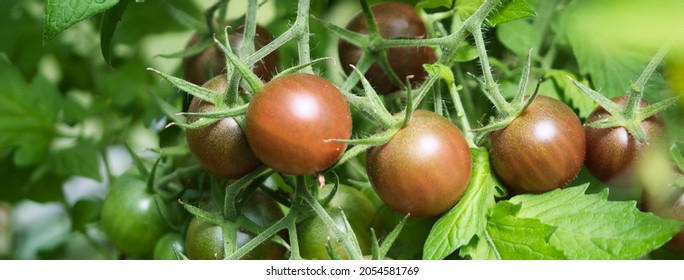 Cocktail Tomatoes Of Black Sweet Cherry Variety Texture Close Up, Ripening Dark Red And Brown Fruits Growing On Hairy Vines In An Organic  Summer Garden In The Sunlight	