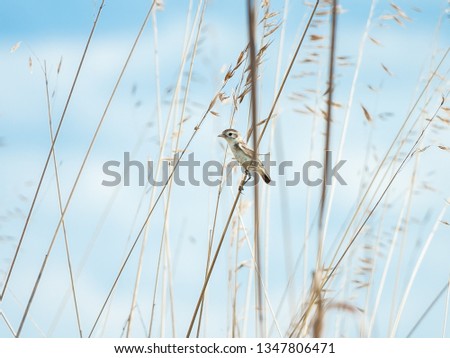 Similar – Image, Stock Photo No pipe sparrow