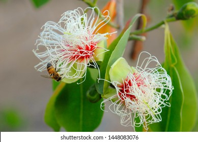 Cocky Apple Flower Planchonia  Careya In The Diverse Landscape Of The Einasleigh Uplands, Inland Side Of The Wet Tropics World Heritage Area, North Queensland, Australia.