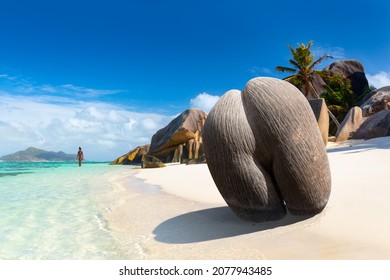 Coco de mer or sea coconut, or double coconut is the largest and sexiest nut in the world. Сoco de mer on the beach, Seychelles