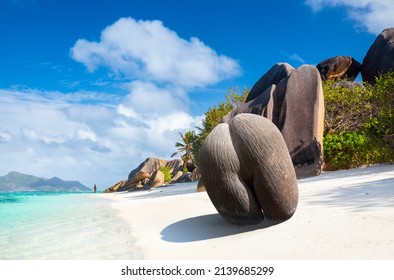 Coco de mer or sea coconut, or double coconut is the largest and sexiest nut in the world. Сoco de mer on the Anse Source D'Argent, La Digue Island, Seychelles