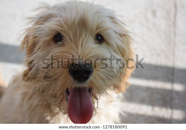 cocker spaniel and terrier mix