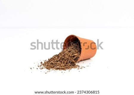 Coco peat in a small plastic pot isolated on white background