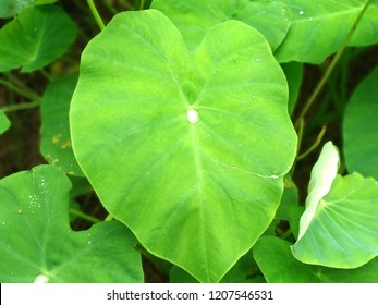 Coco Yam Leaf