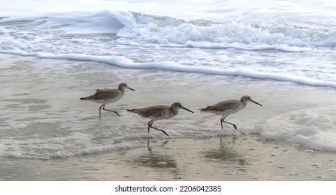 Cocoa Beach, Florida Beach Sandpipers 