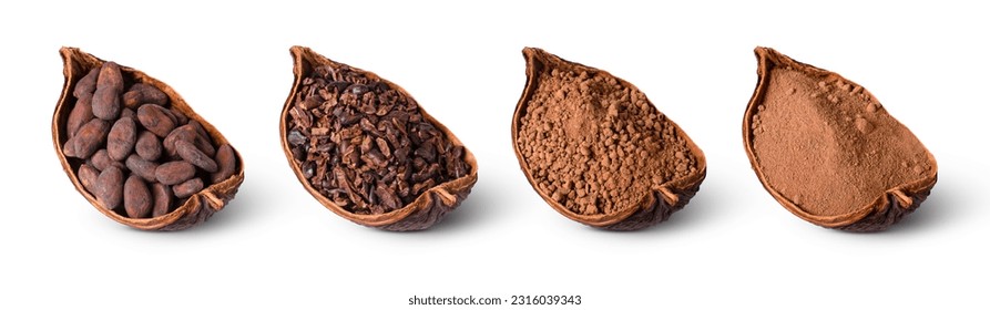 Cocoa bean, cocoa nibs, cocoa mass and cacao powder in cocoa pod half sliced isolated on white background. Top view.  Chocolate ingredients concept.