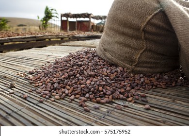 Cocoa Beans 