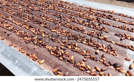 Similar – Image, Stock Photo Cacao beans drying in the sun at Roça Diogo Vaz