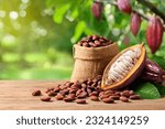 Cocoa beans with fresh pods on wooden table with cocoa plant background.