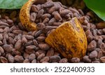 Cocoa beans with fresh pods on wooden table with cocoa plant background.