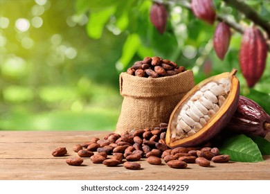 Granos de cacao de Forastero con vaina fresca sobre una mesa de madera con fondo de cacao.