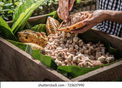 Cocoa Beans and Cocoa Fruits, Fresh cocoa pod cut exposing cocoa seeds