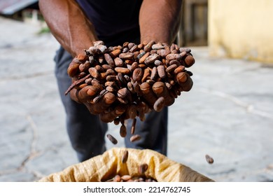 Cocoa Beans In The Hands Of A Farmer On The Background Of Bags.