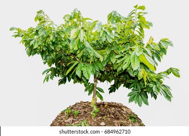 Cocoa Cacao Tree With The Obroma Pods