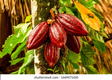 cocoa cacao tree plant fruit plantation ecuador rainforest seed forest cocoa fruit in the tree red variety is considered to be the best shot in ecuadorian jungle cocoa cacao tree plant fruit plantatio