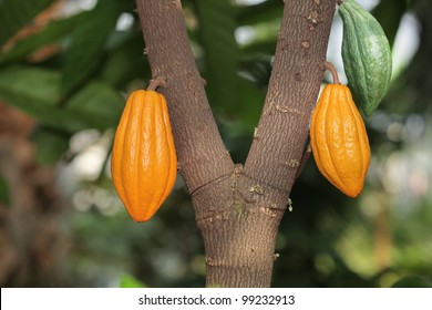 Cocoa Cocao Tree With Theobroma Pods