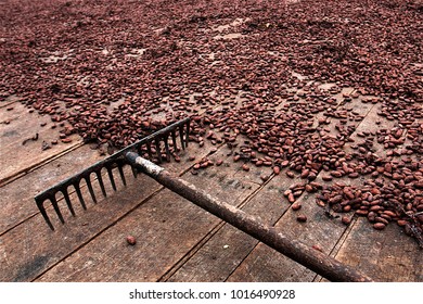 Cocoa Drying Yard