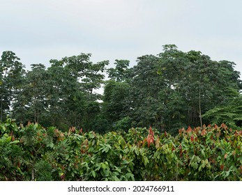 Cocoa Farm In The South Of Ecuador