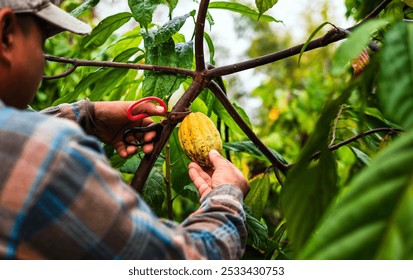 Cocoa farmer use pruning shears to cut the cacao pods or fruit ripe yellow cacao from the cacao tree. Harvest the agricultural cocoa business produces. - Powered by Shutterstock