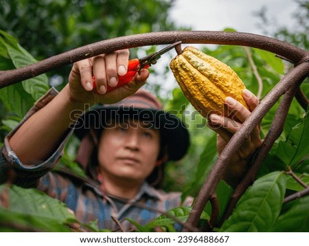 Cocoa farmer use pruning shears to cut the cocoa pods or fruit ripe yellow cacao from the cacao tree. Harvest the agricultural cocoa business produces.