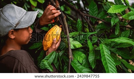 Cocoa farmer use pruning shears to cut the cacao pods or fruit ripe yellow cacao from the cacao tree. Harvest the agricultural cocoa business produces.