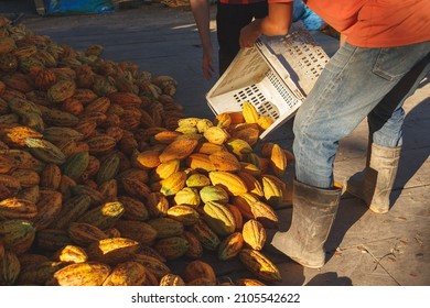 Cocoa Farmers Are Harvesting Fresh Cocoa Produce.