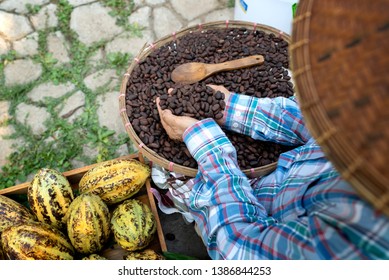 Cocoa Farmers Are Selecting Cocoa Beans Woman On Cacao Harvest In Farm In Latin America