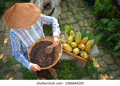 Cocoa Farmers Vietnam Are Selecting Cocoa Beans Woman On Cacao Harvest In Farm In Latin America