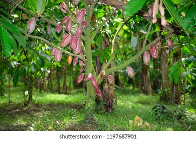 Cocoa Field In Bali, Indonesia.