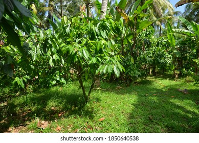 Cocoa Field In Bali, Indonesia.