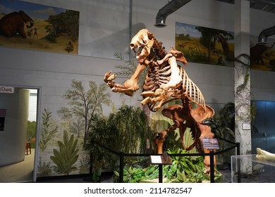 Cocoa, Florida USA - January 29, 2022 : Giant Ground Sloth At The                   Brevard Museum Of History And Natural Science. 