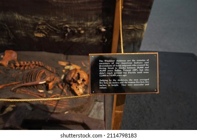 Cocoa, Florida USA - January 29, 2022 :  Recreation Of Windover Skeletons At The Brevard Museum Of History And Natural Science.                               