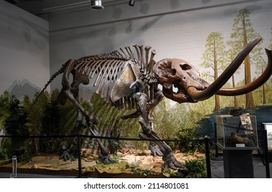 Cocoa, Florida USA - January 29, 2022 :  Recreation of a Mastodon at the Brevard Museum of History and Natural Science.                         