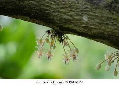 Cocoa Flower Cocoa Tree Cocoa Fruit