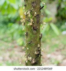 Cocoa Flower Cocoa Tree Cocoa Fruit