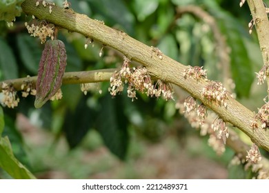 Cocoa Flower Cocoa Tree Cocoa Fruit