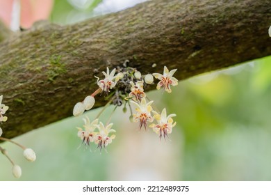 Cocoa Flower Cocoa Tree Cocoa Fruit