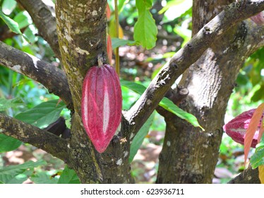 Cocoa Fruit Growing On The Tree. Grenada Spice Garden
