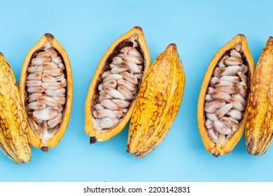 Cocoa Fruit Isolated On Blue Background